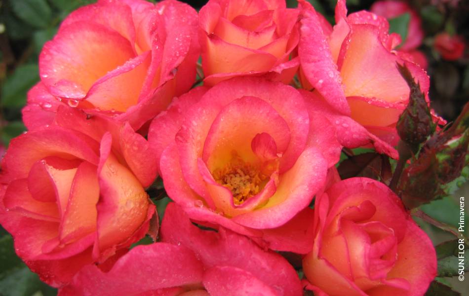 ©SUNFLOR - Primavera